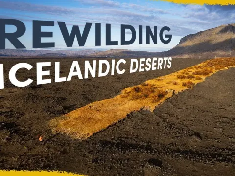 How Rewilding Is Turning Iceland's Black Deserts Into Forests and Grasslands