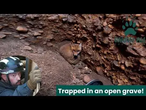 Fox Cub Rescued After Three Days Trapped in a Deep Soakaway Pit