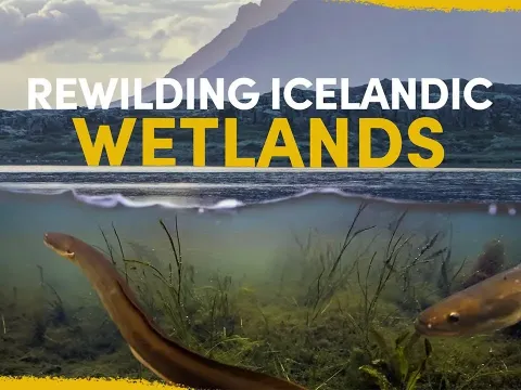 Reviving an Ancient Icelandic Wetland: Restoring Nature's Balance