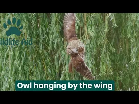 Tawny Owl Rescued After 12 Hours Hanging by Wing But Dies from Injuries
