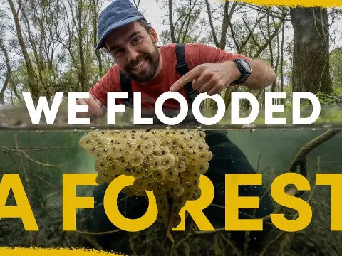 Flooded Forest Restoration Transforms Ecosystem Two Years Later