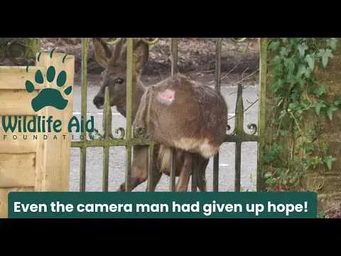 Rescuers Free a Deer Trapped in Iron Gates Against All Odds