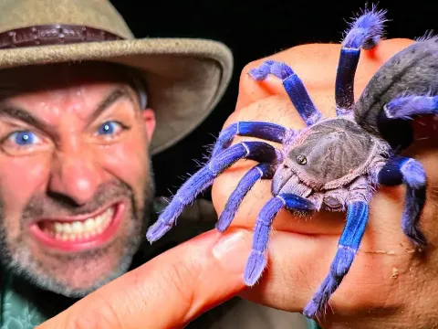 Tarantula Blue and Why It Matters