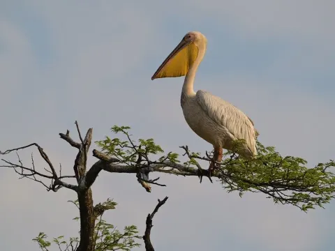 Why Lions Keep a Safe Distance From Elephants in the Wild