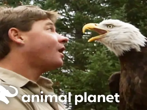 Steve Irwin's Wild Encounters: Rescuing Eagles, Crocodiles, and Cockatoos