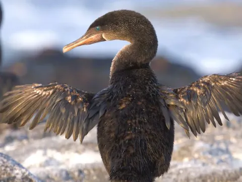 Flightless Cormorant: The Unique Bird That Lost Its Wings in the Galápagos