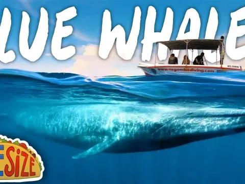 Whale Watching in Sri Lanka Mirissa vs Trincomalee Experience