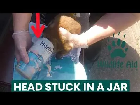 Rescuers Free a Fox Cub Trapped in a Plastic Jar