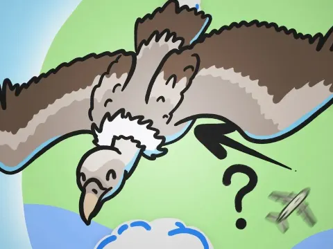 The Surprising Altitude Limits of Birds and How They Achieve Them