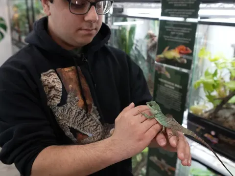 Inside a Brooklyn Home to Rare and Endangered Geckos
