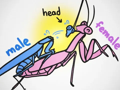 Why Female Spiders and Mantises Eat Their Mates During Sex
