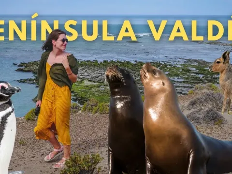 Peninsula Valdes Travel Guide for Wildlife Lovers in Argentina
