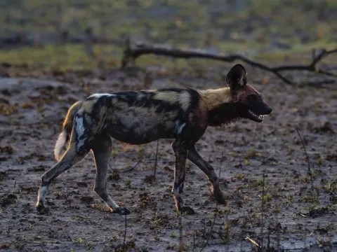 Exploring Predator Nurseries in the Wild Hyena Dens and Wild Dog Pups