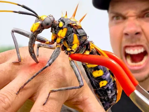 Assassin Bug Bite Test in the Amazon Rainforest
