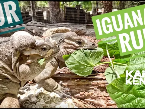 Feeding Mulberry Leaves to Rhino Iguanas During Breeding Season