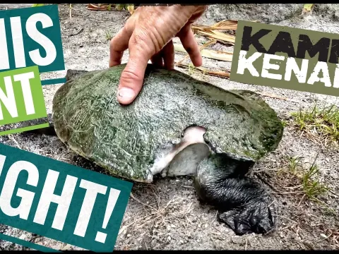 Rescued Turtle Survives Severe Shell Damage from Snapping Turtle Attack