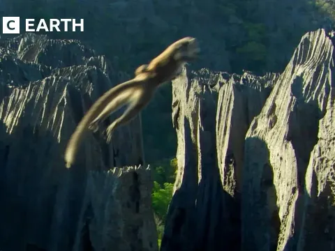 How Crowned Lemurs Master Rock Climbing in Madagascar's Harsh Terrain