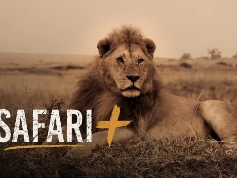 Majestic Wildlife Encounters in South Africa's Safari Highlights