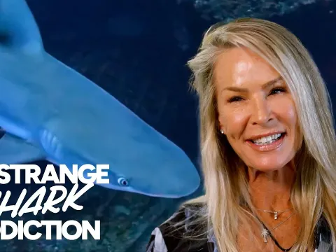 Shark Allan Features and What to Know