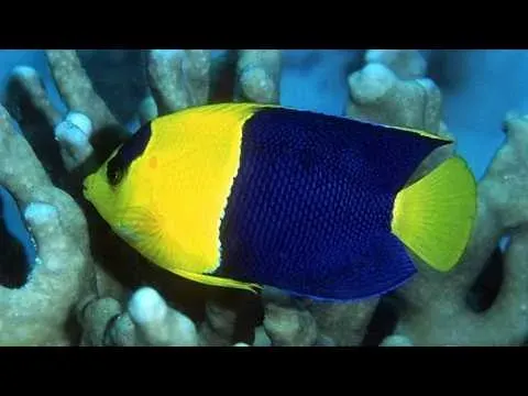Bicolor Angelfish A Stunning Dwarf Species of the Indo-Pacific