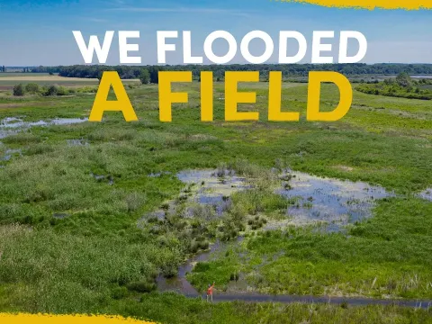 Field Wetland and the Natural Context