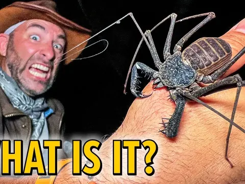 Giant Whip Scorpion Found in Bat Cave Leads to Painful Bite