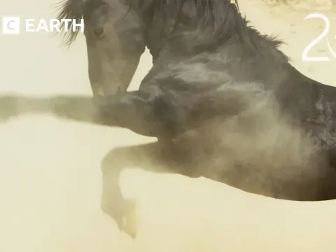Mustang Stallions Battle for Water and Mating Rights in the Nevada Desert