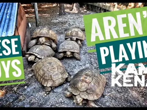 Sulcata Tortoise Care and Behavior: Managing a Group of Giant Tortoises