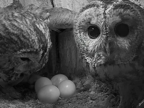 Tawny Owl Luna Finds New Mate After Loss But He Turns Out to Be Her Own Son Shadow