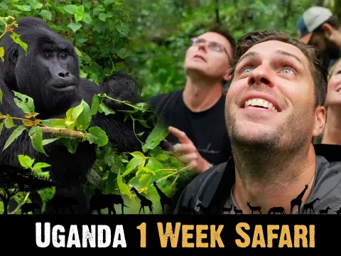 One Week Uganda Safari Exploring Bwindi Impenetrable Forest and Queen Elizabeth National Park