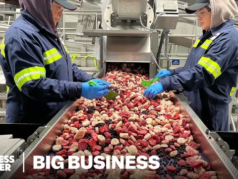 Maine's Wild Blueberry Industry Faces Crisis as Farmers Lose Millions