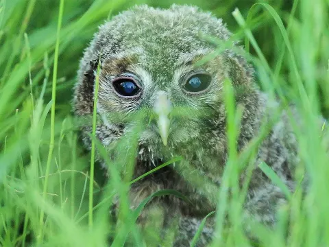 How to Help a Tawny Owlet Found on the Ground