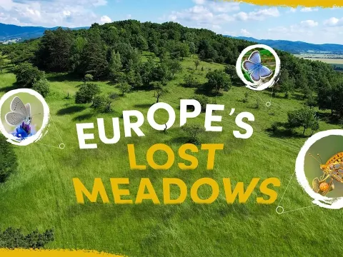 Reviving Europe's Butterfly Meadows A Conservation Success Story