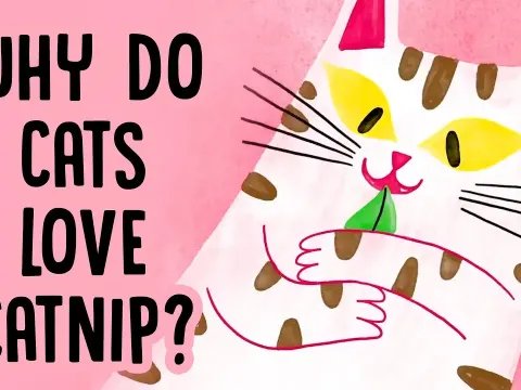 The Science Behind Catnip Why Cats Go Crazy for This Plant