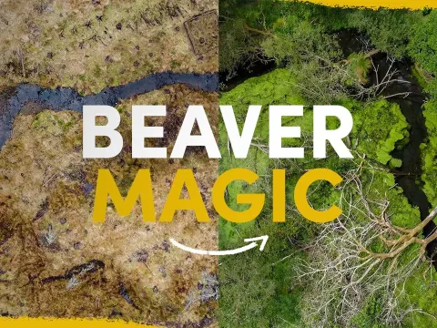 Beavers Flood and the Natural Context