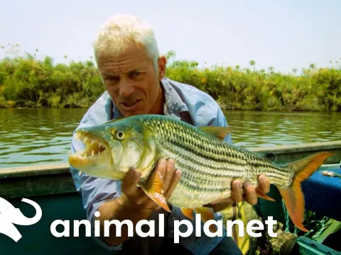 Jeremy Wade Investigates Africa's Giant Tigerfish in the Okavango Delta