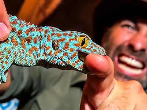 Tokay Gecko Bite Test in Bali Reveals the Power of This Feisty Reptile