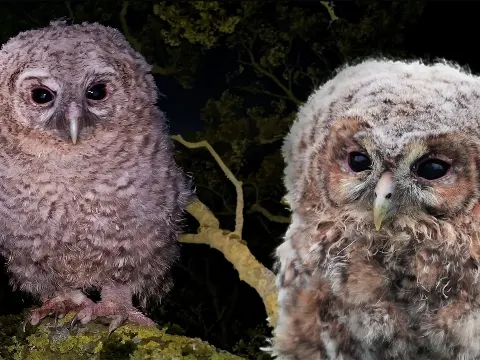 Tawny Owl Chicks Take Their First Clumsy Flights in the Wild