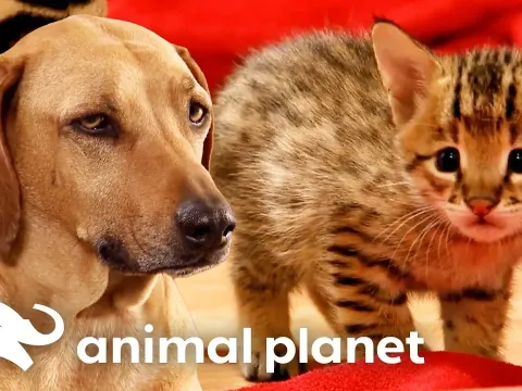 Savannah Cat Triplets and Other Adorable Pets You Need to See