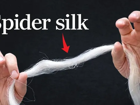 The Truth About Spider Silk Strength and Whether It Really Beats Steel