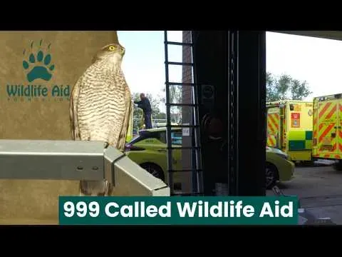 Kestrel Rescue Takes an Unexpected Turn at Wildlife Aid