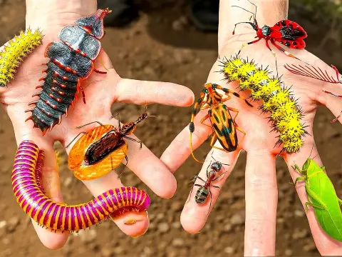 They Beetles and the Natural Context