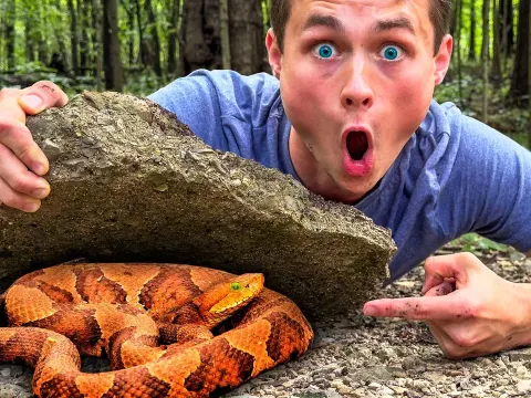 Exploring a Venomous Snake-Infested Forest in Search of Creepy and Cute Animals