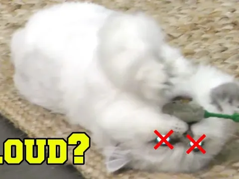 The Truth About Cloud the Cat and His Latest Adventures