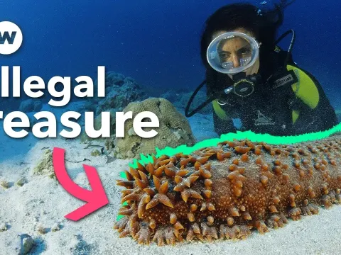 The Hidden Black Market for Sea Cucumbers Worth Millions