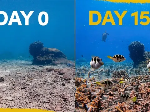 Five Months of Coral Reef Restoration Shows Promising Results