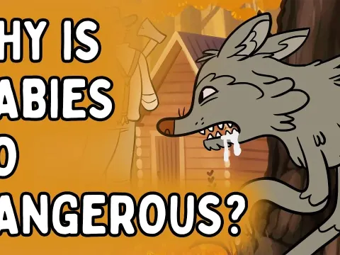 Why Rabies Is the Deadliest Infectious Disease and How Vaccination Saves Lives