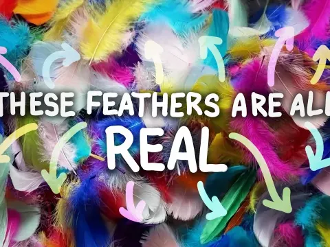 Why Real Feathers Are Impossible to Fake: The Science Behind Their Unique Structure