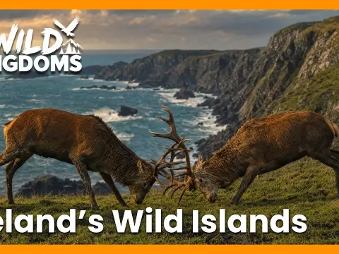 Ireland's Wild Atlantic Islands and Rugged Coastlines Revealed in Stunning Nature Documentary