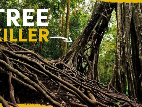 The Killer Tree That Sustains the Amazon Rainforest